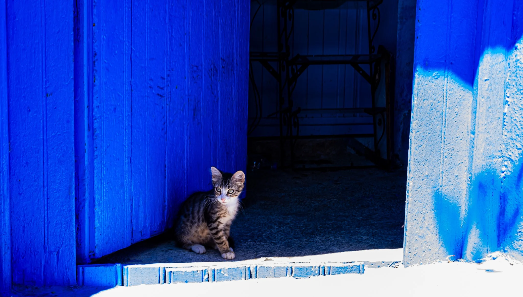 Chaton assis dans une porte bleue