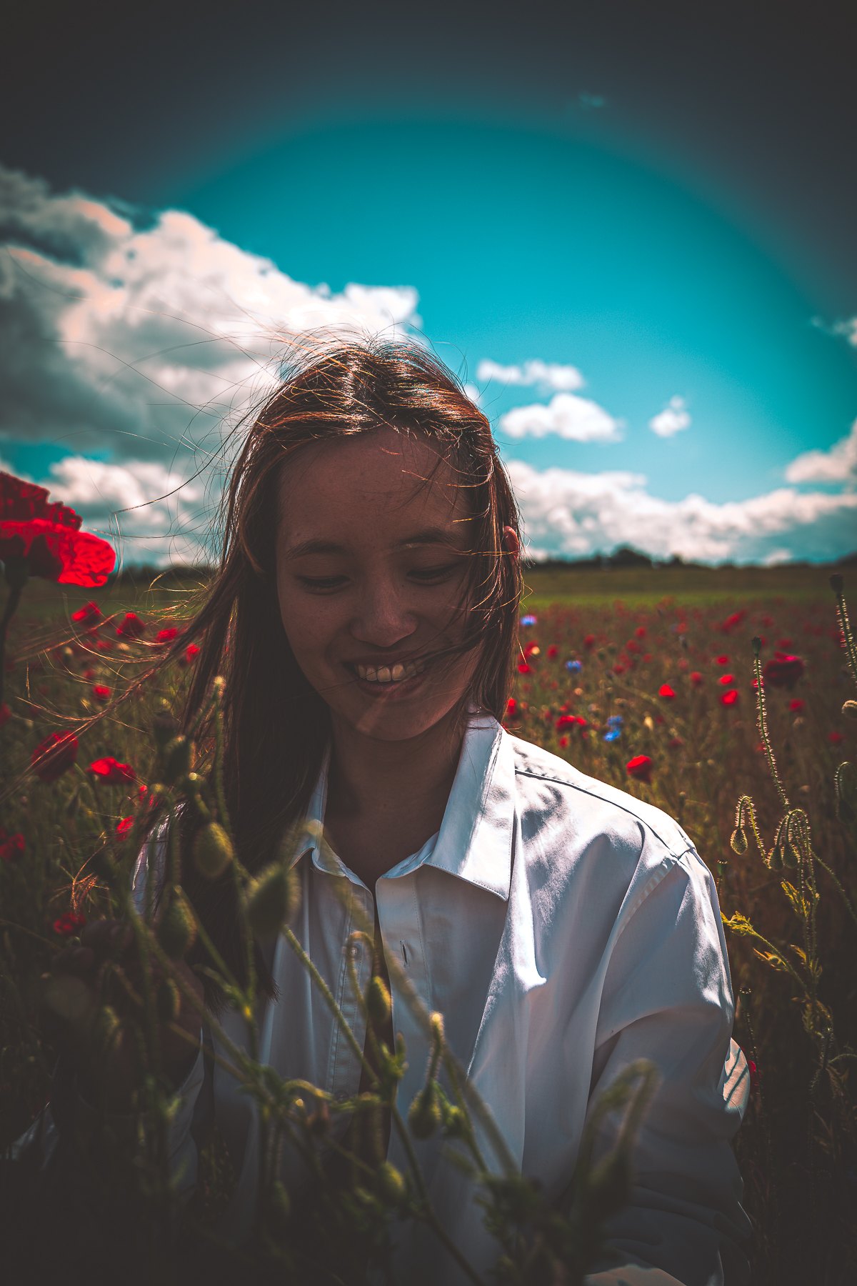 Champs de coquelicots